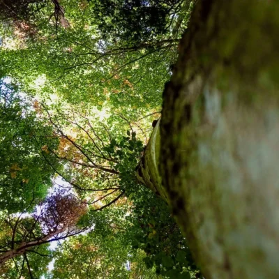 Randonnée en forêt